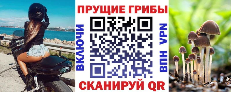 дарнет шоп  Афипский  Псилоцибиновые грибы Psilocybe 